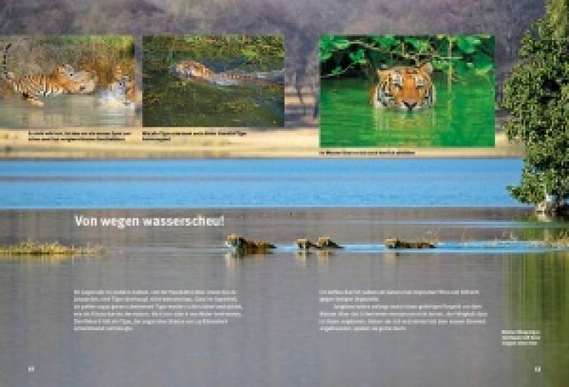 Preview: Entdecke die Tiger